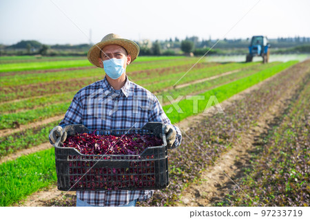 Farmer in protective mask harvesting and peeling mustard on field 97233719