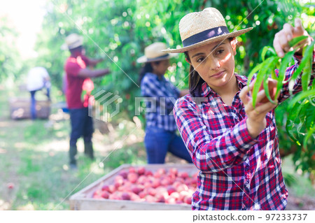 Woman harvesting ripe peaches in his orchard on sunny day Woman harvesting ripe peaches in his orchard on sunny day 97233737