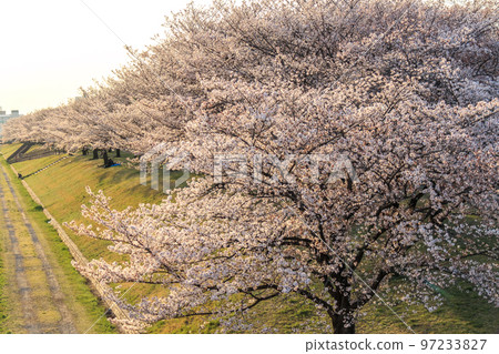 “東京”荒川赤羽櫻月 一排櫻花樹在綠地中 97233827