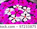 flowers in a pot 97233875