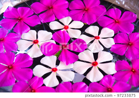 flowers in a pot 97233875