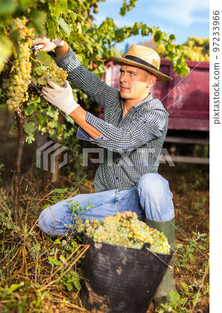 Farmer harvesting ripe white grapes in vineyard 97233966