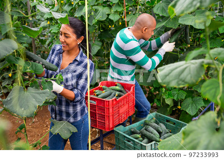 Group of farm workers picking ripe cucumbers 97233993