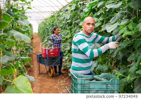 Hired latino worker picks crop of cucumbers in greenhouse 97234049