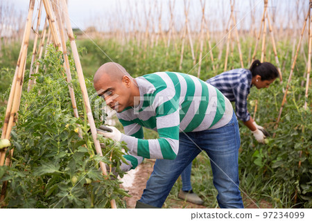 Latino male farmer checking growing green tomatoes Latino male farmer checking growing green tomatoes 97234099