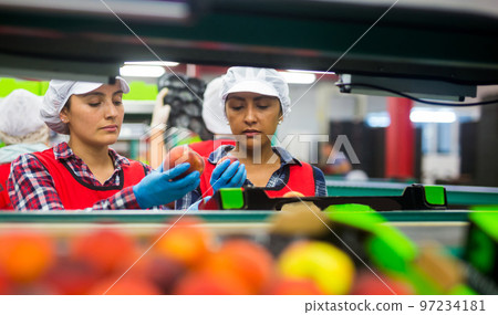 Female employee in uniform sorting ripe peaches on the producing grading line 97234181