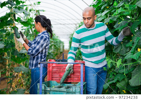 Farmer couple working in greenhouse in summer day, harvesting fresh cucumbers Farmer couple working in greenhouse in summer day, harvesting fresh cucumbers 97234238