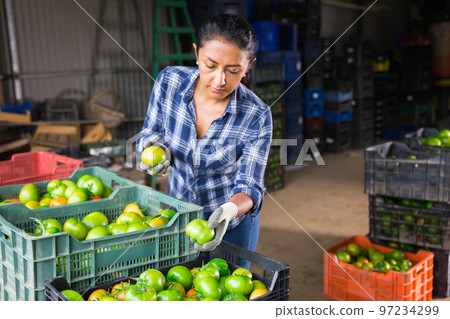 Woman gardener sorting green tomatoes in warehouse Woman gardener sorting green tomatoes in warehouse 97234299
