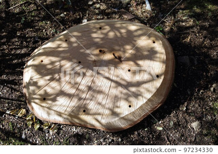 砍伐樹木後用除草劑殺死樹樁 1 97234330