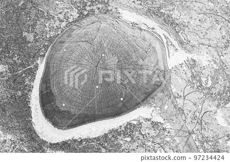 圖3 砍伐樹木後用除草劑殺死樹樁 97234424