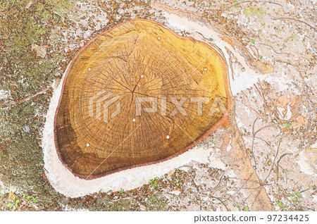 圖4 砍伐樹木後用除草劑殺死樹樁 97234425