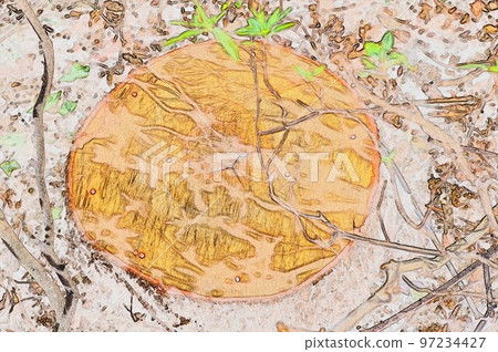 圖5 砍伐樹木後用除草劑殺死樹樁 97234427