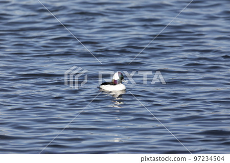 False fish False fish 97234504