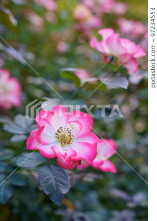 rose betty boop - Stock Photo [97234553] - PIXTA