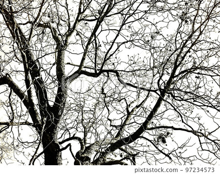 bare tree in the winter bare tree in the winter 97234573