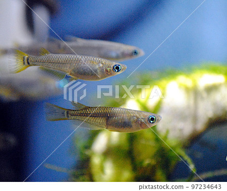 Endangered wild killifish 97234643