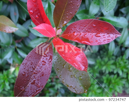 Red leaves Red leaves 97234747