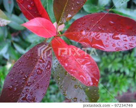 Red leaves Red leaves 97234749