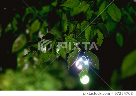 Leaves and lights Leaves and lights 97234768