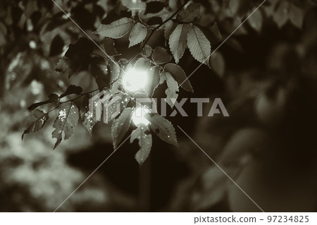 Leaf and light low saturation Leaf and light low saturation 97234825