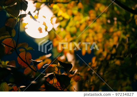 Leaves and lights at night Leaves and lights at night 97234827
