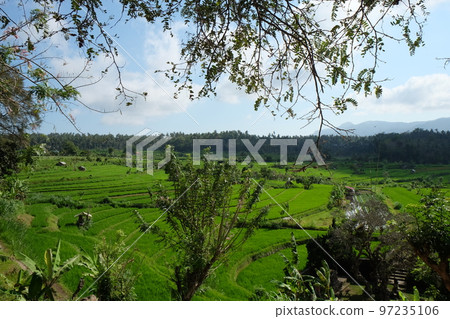 Green rice terraces in Bali, Indonesia 97235106