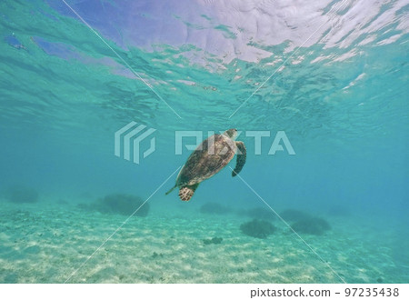 A sea turtle swimming in the sea of Aka Island 97235438