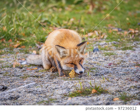 Close up of a red fox Vulpes vulpes, sitting on a path in the forest. Close up of a red fox Vulpes vulpes, sitting on a path in the forest. 97236012