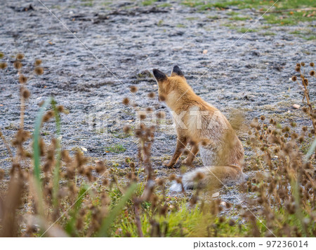 Close up of a red fox Vulpes vulpes, sitting on a path in the forest. Close up of a red fox Vulpes vulpes, sitting on a path in the forest. 97236014