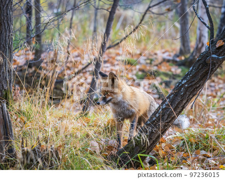 The red fox Vulpes vulpes walks along a path in the forest. The red fox Vulpes vulpes walks along a path in the forest. 97236015