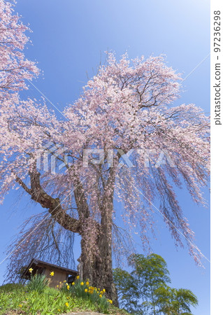 長野縣駒根市盛開的垂枝櫻花 長野縣駒根市盛開的垂枝櫻花 97236298