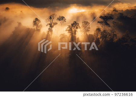 Sunrise in the forest,Orange light through morning fog in forest, high angle view Sunrise in the forest,Orange light through morning fog in forest, high angle view 97236616