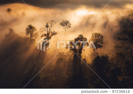 Sunrise in the forest,Orange light through morning fog in forest, high angle view Sunrise in the forest,Orange light through morning fog in forest, high angle view 97236618