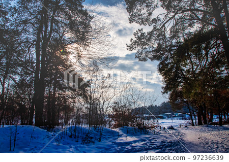 landscape path in the snowy forest at sunset 97236639