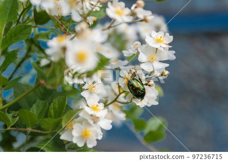 May green beetle hrusch on flowers 97236715