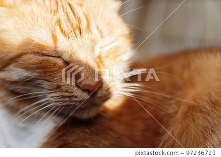 red cat, close-up portrait of the head, squinted in the sun and 97236721