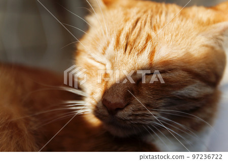 red cat, close-up portrait of the head, squinted in the sun and red cat, close-up portrait of the head, squinted in the sun and 97236722