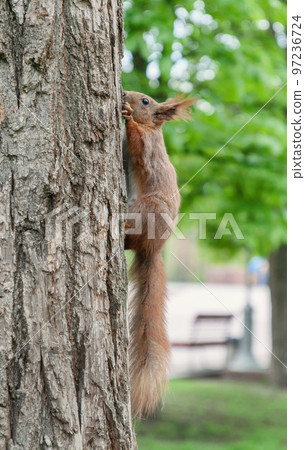 Redhead fluffy squirrel runs and hides in the wood, close-up Redhead fluffy squirrel runs and hides in the wood, close-up 97236724