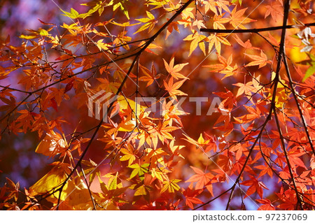 京都 Shoboji 寺夢幻般的秋葉微距攝影 京都 Shoboji 寺夢幻般的秋葉微距攝影 97237069