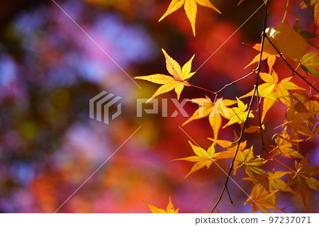 京都 Shoboji 寺夢幻般的秋葉微距攝影 京都 Shoboji 寺夢幻般的秋葉微距攝影 97237071