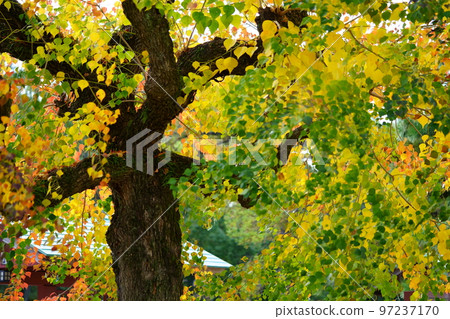 Large nankin goby trees in Nara Park and the peak of autumn foliage Large nankin goby trees in Nara Park and the peak of autumn foliage 97237170