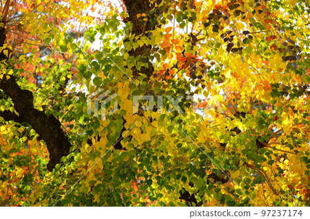 奈良公園的大金魚魚和紅葉的高峰期 奈良公園的大金魚魚和紅葉的高峰期 97237174