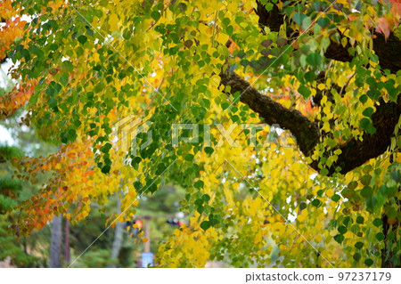 Large nankin goby trees in Nara Park and the peak of autumn foliage Large nankin goby trees in Nara Park and the peak of autumn foliage 97237179