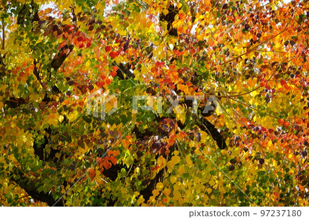 Large nankin goby trees in Nara Park and the peak of autumn foliage Large nankin goby trees in Nara Park and the peak of autumn foliage 97237180