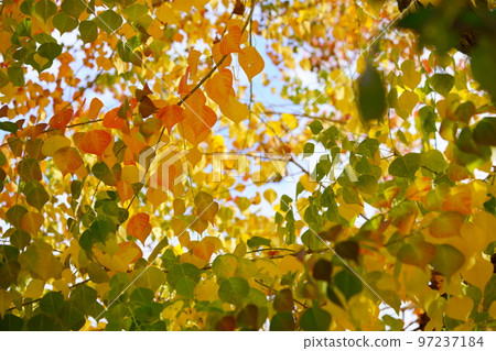Nara Park's gobies at the peak of autumn foliage Nara Park's gobies at the peak of autumn foliage 97237184