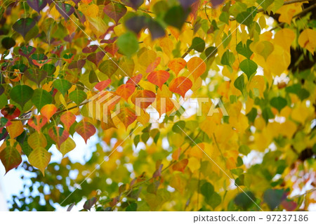 Nara Park's gobies at the peak of autumn foliage Nara Park's gobies at the peak of autumn foliage 97237186