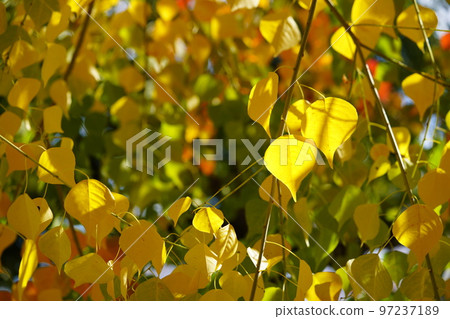 Nara Park's gobies at the peak of autumn foliage 97237189