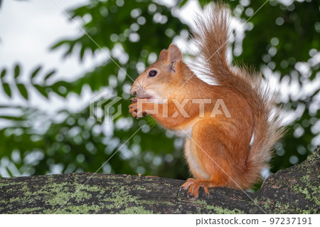 Young Squirrel sits on tree in summer. Eurasian red squirrel, Sciurus vulgaris. 97237191