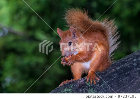 Young Squirrel sits on tree in summer. Eurasian red squirrel, Sciurus vulgaris. Young Squirrel sits on tree in summer. Eurasian red squirrel, Sciurus vulgaris. 97237193