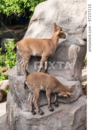 Markhor goatlings jump on the rocks. Markhor, Capra falconeri Markhor goatlings jump on the rocks. Markhor, Capra falconeri 97237218